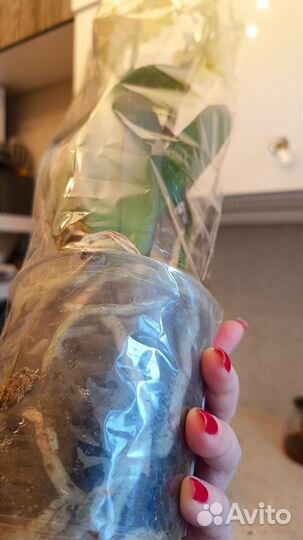 Орхидея фаленопсис