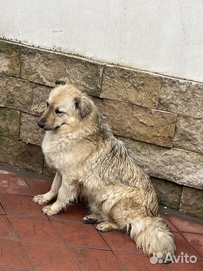 Отдам в хорошие руки