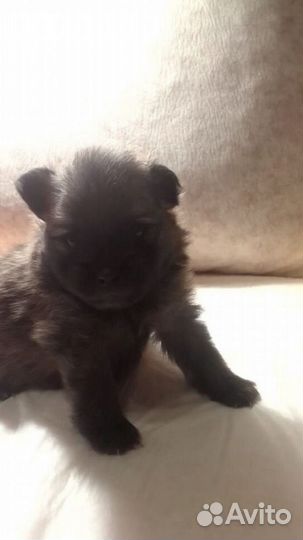 Продаются щенки