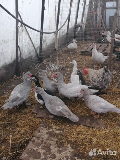 Утята индоутки