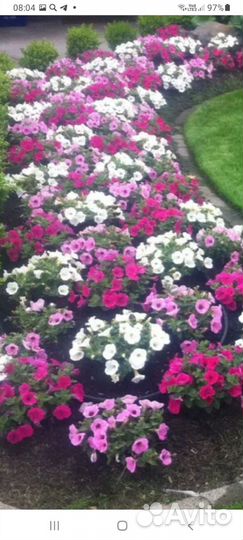 Эустома, петуния