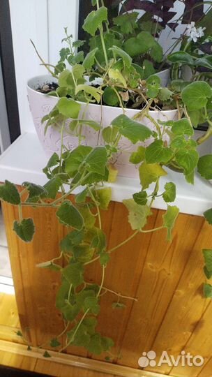 Лофосперум