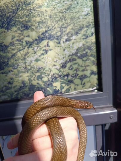 Узорчатый полоз