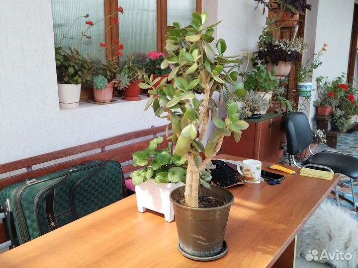 Толстянки, крассула (денежное дерево)