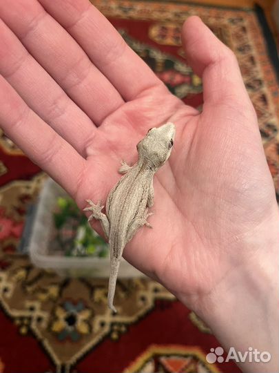 Ушастый бананоед бронь