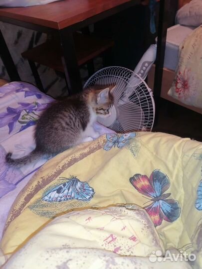 Котенок мальчик