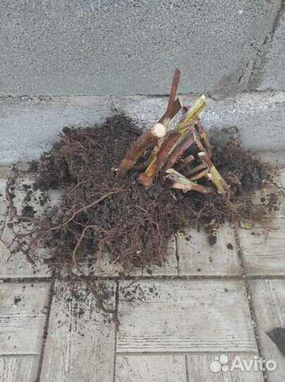 Саженцы малины. Патриция