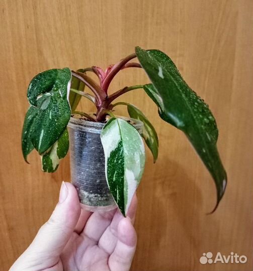 Филодендрон Розовая Принцесса