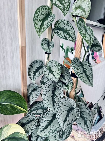 Сциндапсусы