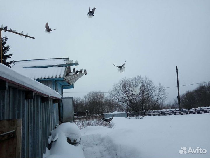Николаевские голуби