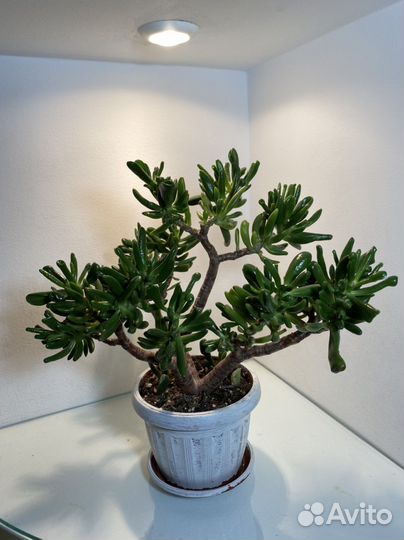 Крассула Коралл, крассула Блю берд (синяя птица)