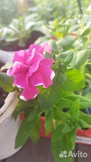 Петуния ампельная