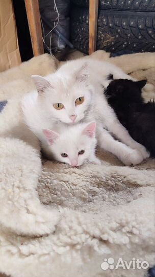 Котята ищут дом