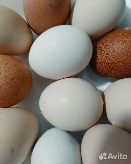 Домашние куриные яйца, утка домашняя мясо