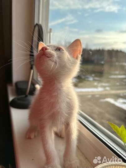 Кошка