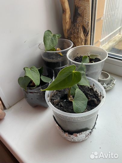 Антуриум Рэд комнатный цветок