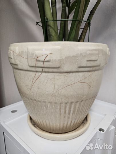 Замиокулькас