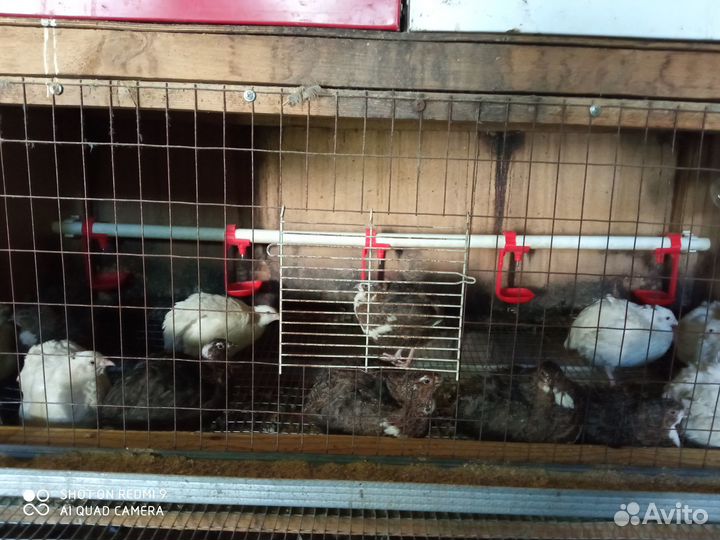 Перепела,яйца