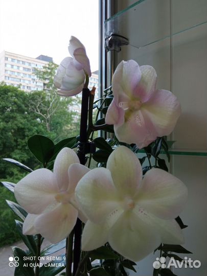 Орхидея биг лип