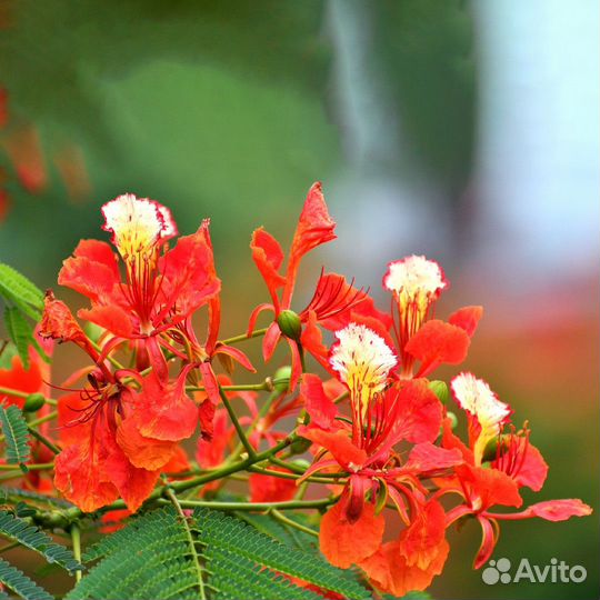 Делоникс Королевский