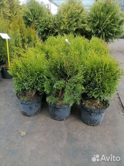 Туя Смарагд и другие сорта
