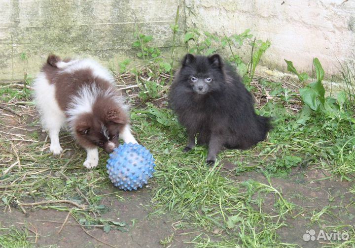 Шпиц парень цветной пати-колор