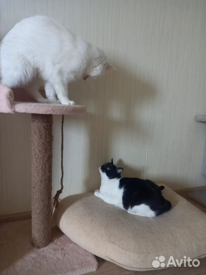 Замечательный котик Сёма