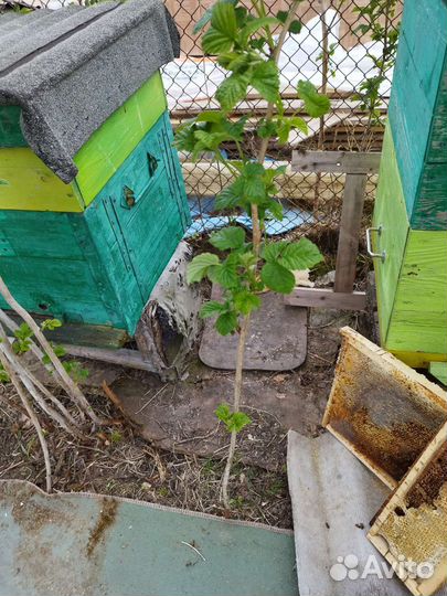 Саженцы малины