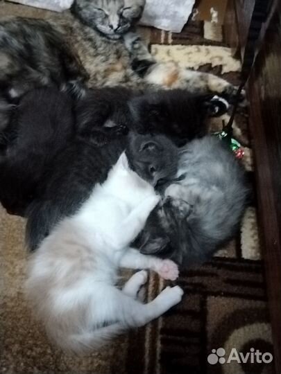 Отдам славных котят)