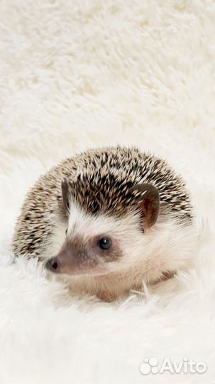 Африканский карликовый ежик