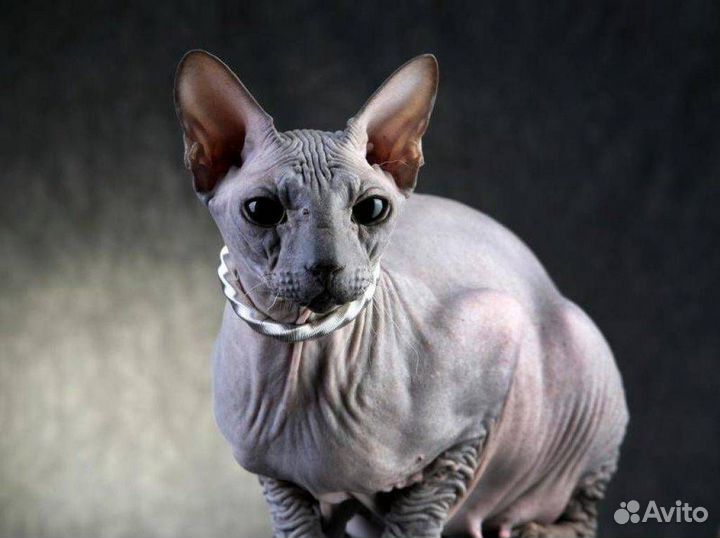 Донской сфинкс котята