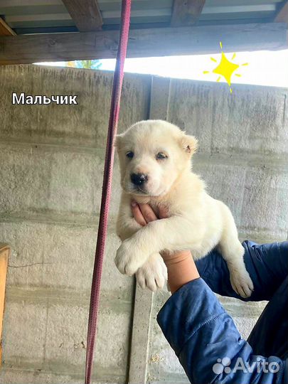 Среднеазиатская овчарка алабай щенки