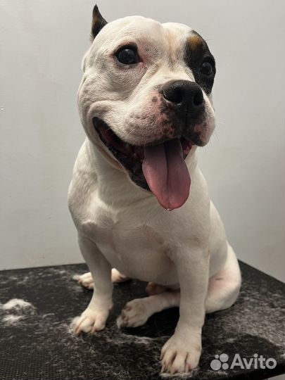 Груминг, стрижка собак и кошек