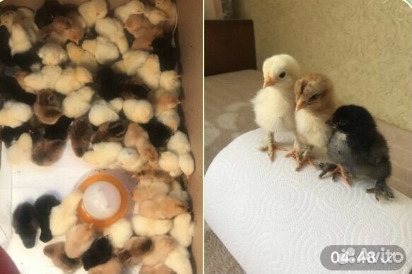 Цыплята