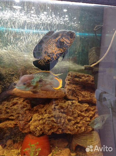 Аквариумные рыбки