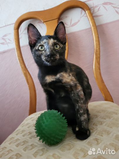 Спасите кошечек