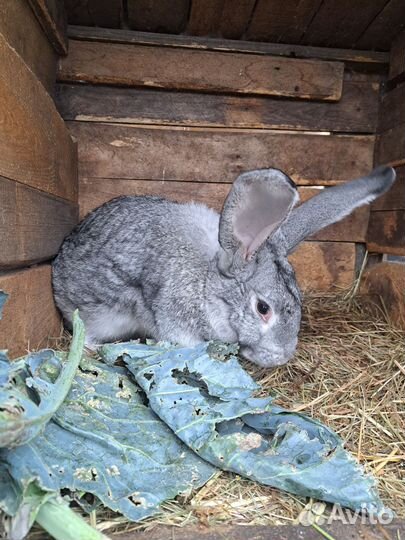 Кролики мясных пород
