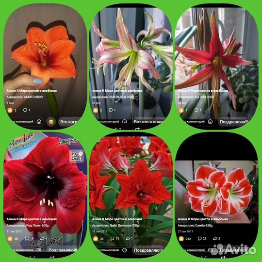 Гиппеаструм амариллис