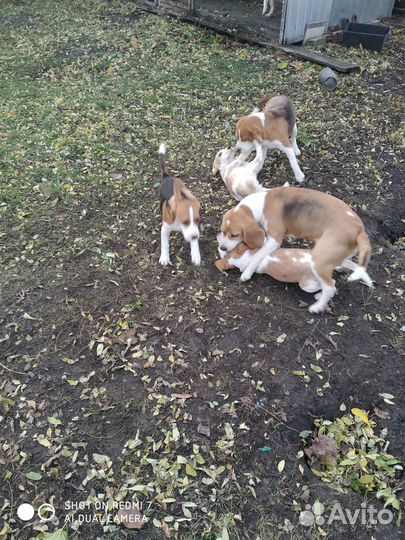 Щенки бигль РКФ