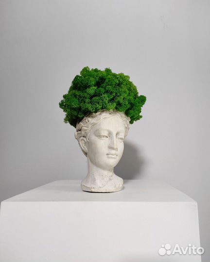 Стабилизированный мох панно