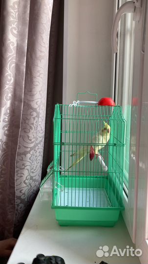 Желтый попугай Корелла