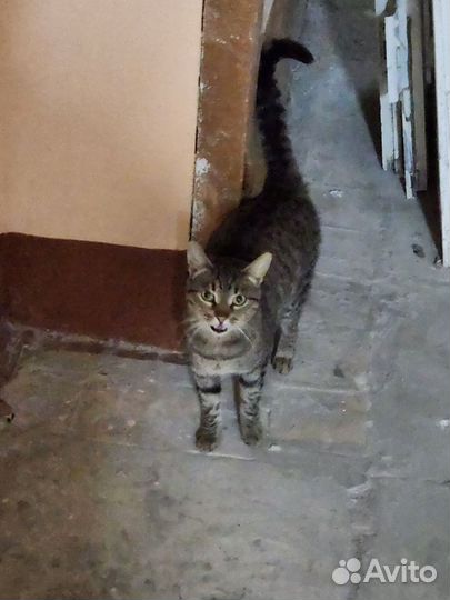 Кошка в дар