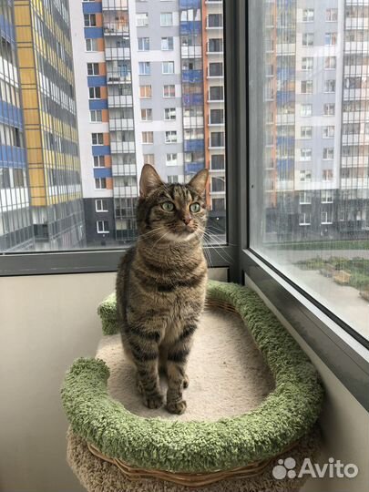 Передержка/догситтер/зооняня