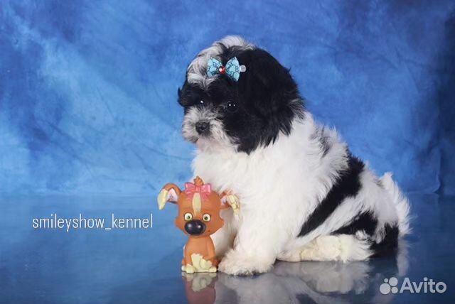 Мальчик mini maltipoo F1