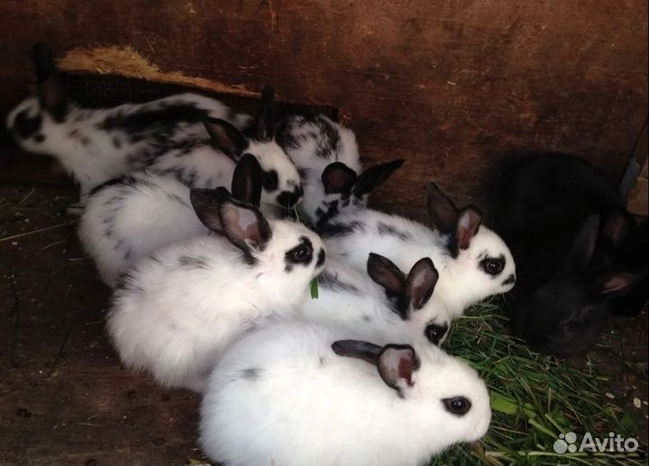 Кролят в наличии 8 штук