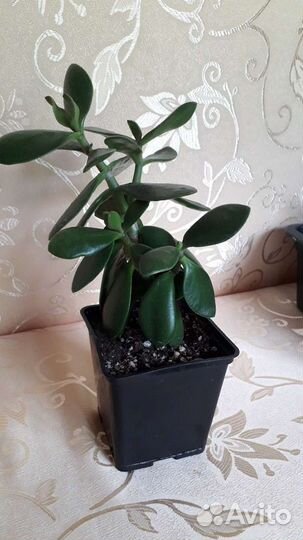 Денежное дерево