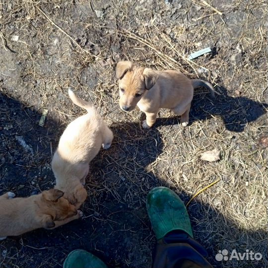 Щенки бесплатно