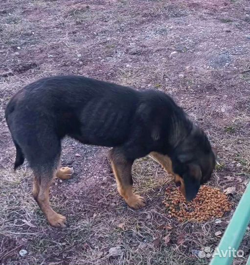 В добрые руки