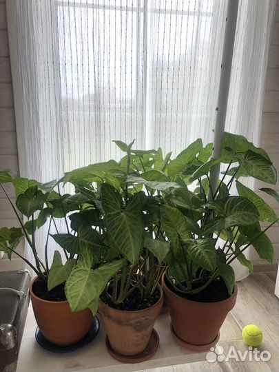 Сингониум Мадам Батерфляй