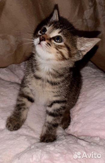 Котенок девочка 1,5 месяца